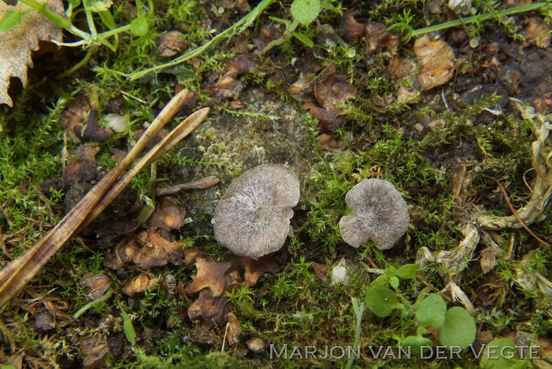 Entoloma ollare - Entoloma ollare